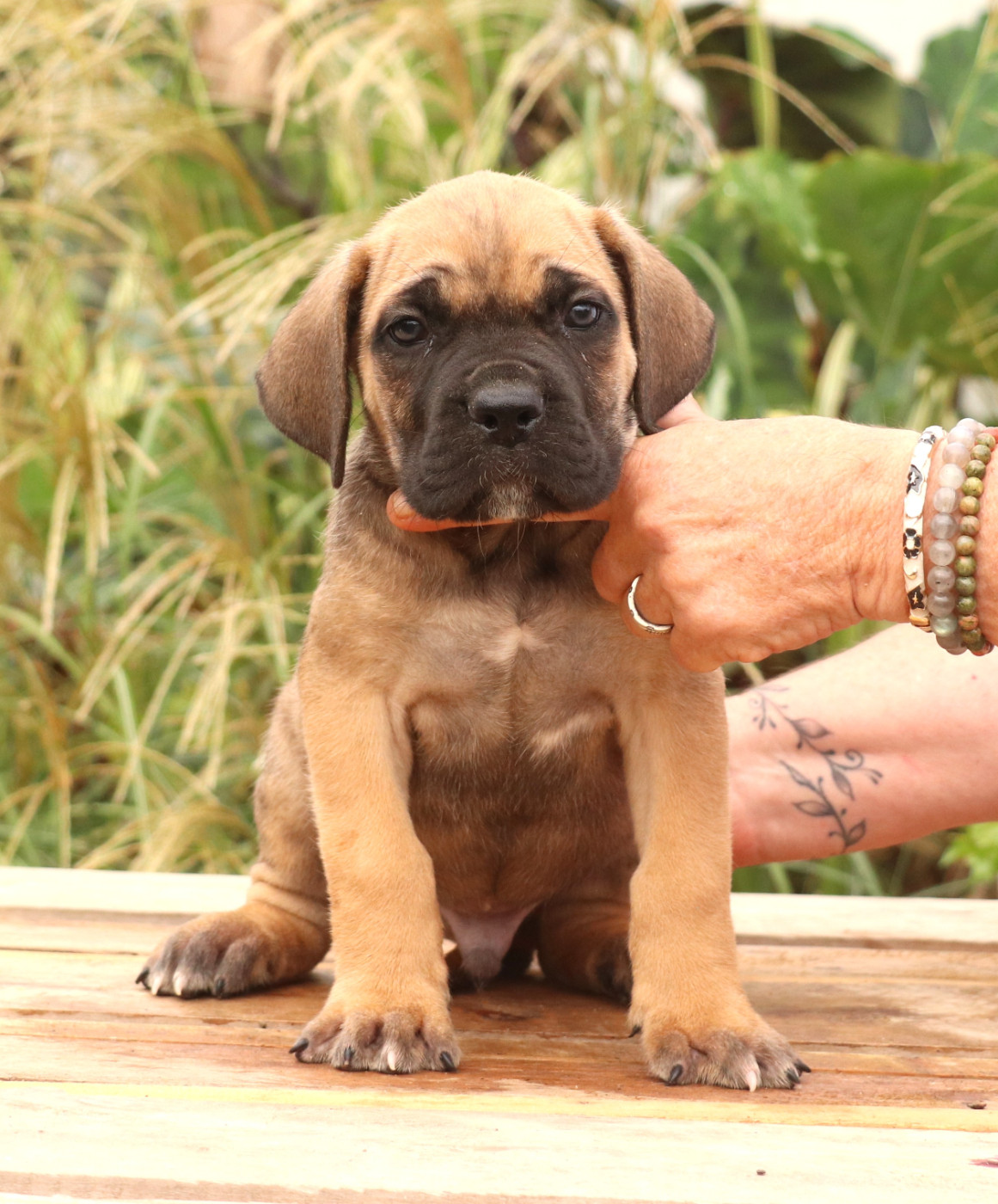 Du Domaine Des Vents Landais - Chiots disponibles - Cane Corso