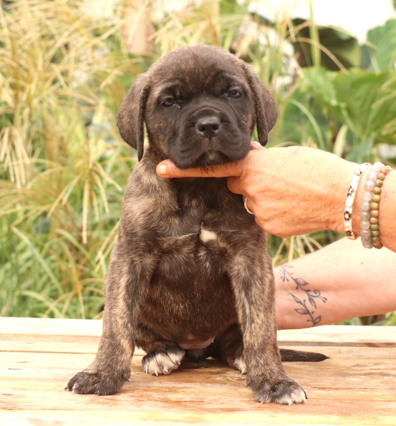 Du Domaine Des Vents Landais - Chiots disponibles - Cane Corso