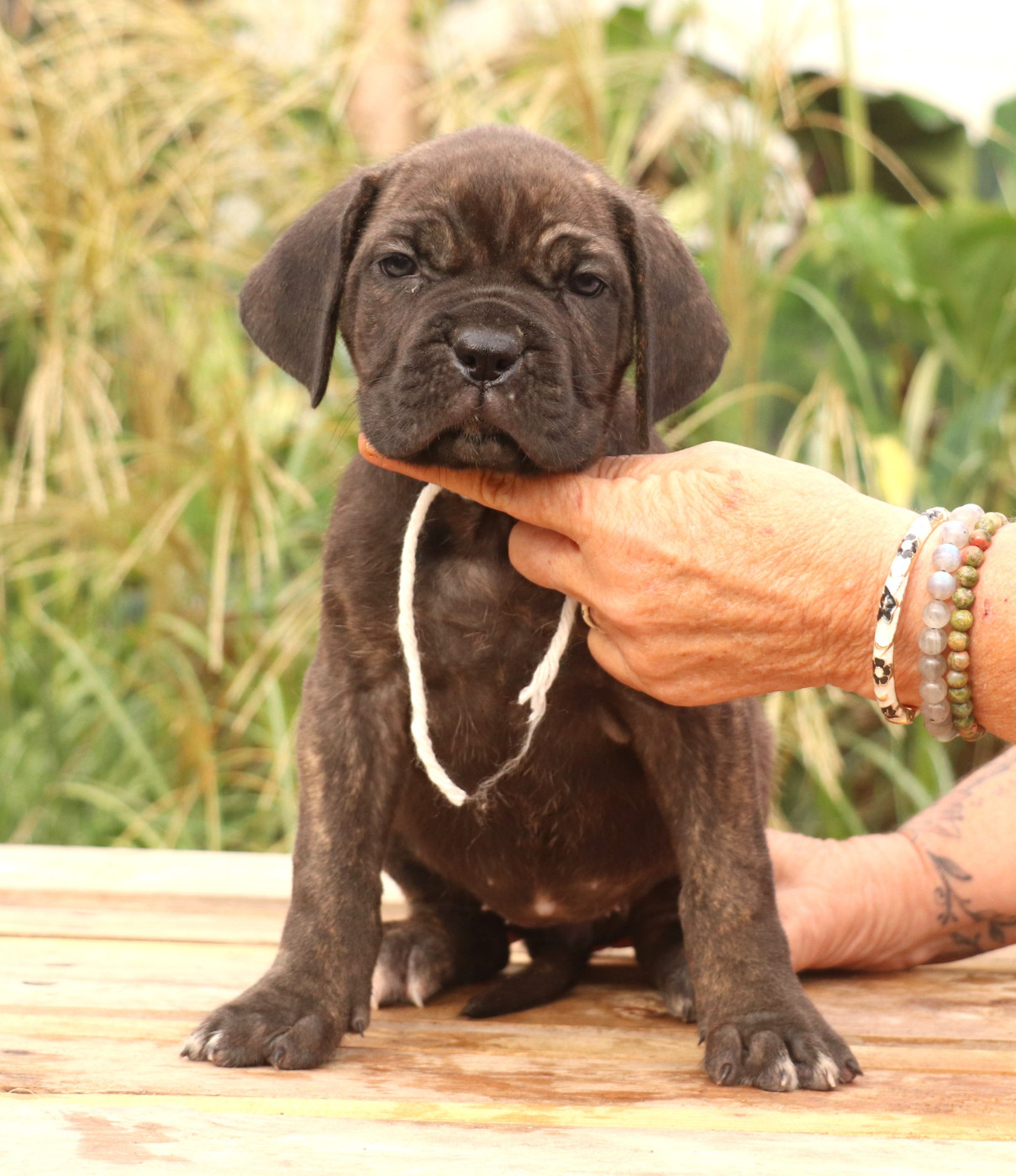 Du Domaine Des Vents Landais - Chiots disponibles - Cane Corso