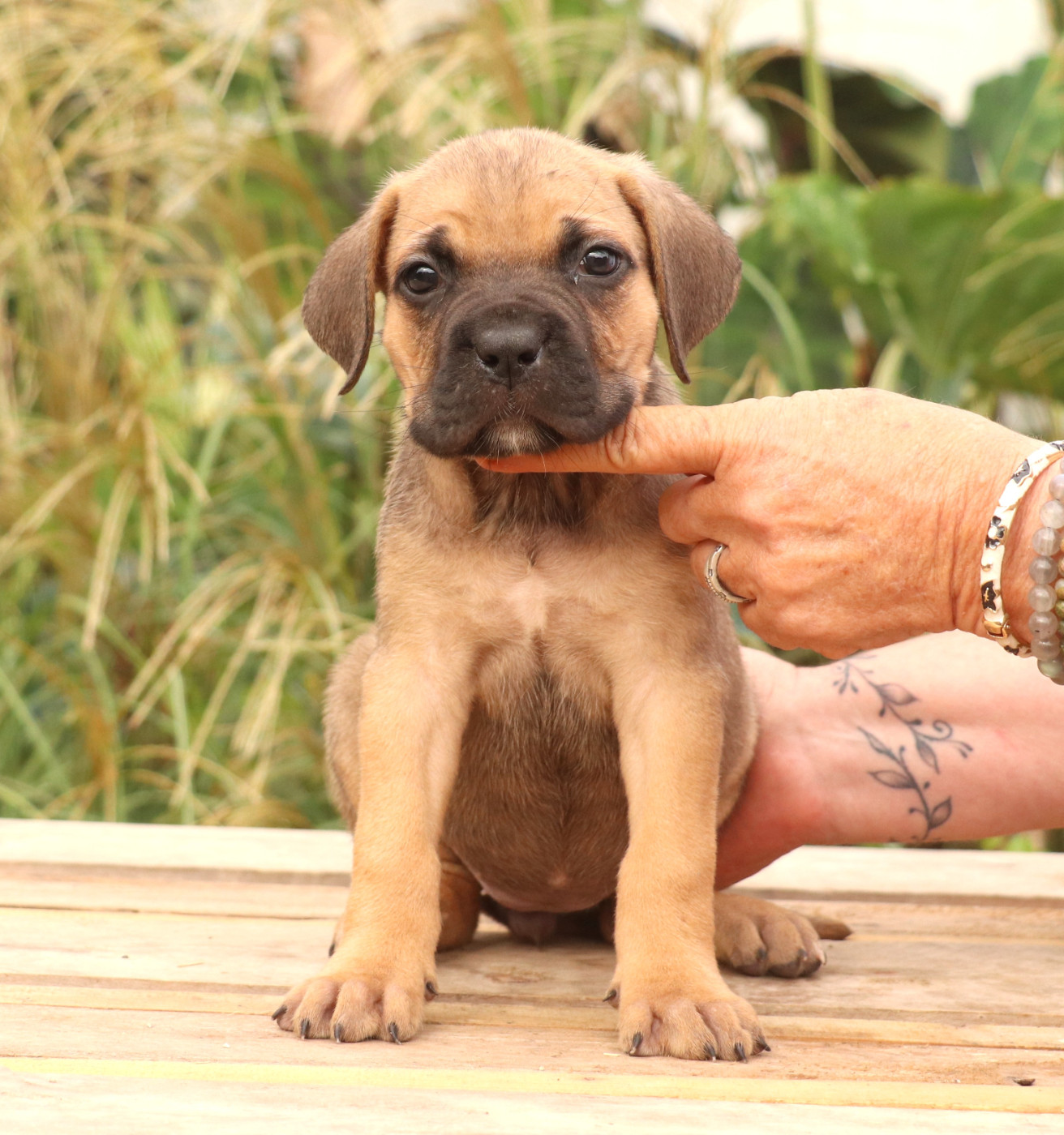 Du Domaine Des Vents Landais - Chiots disponibles - Cane Corso