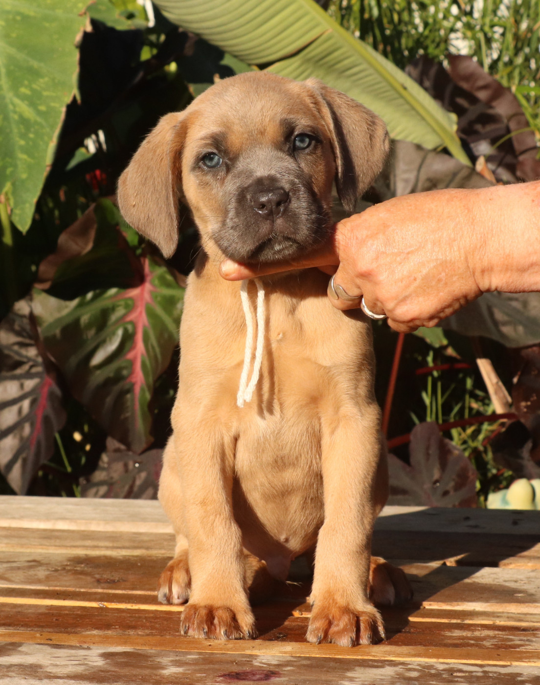 Du Domaine Des Vents Landais - Chiots disponibles - Cane Corso