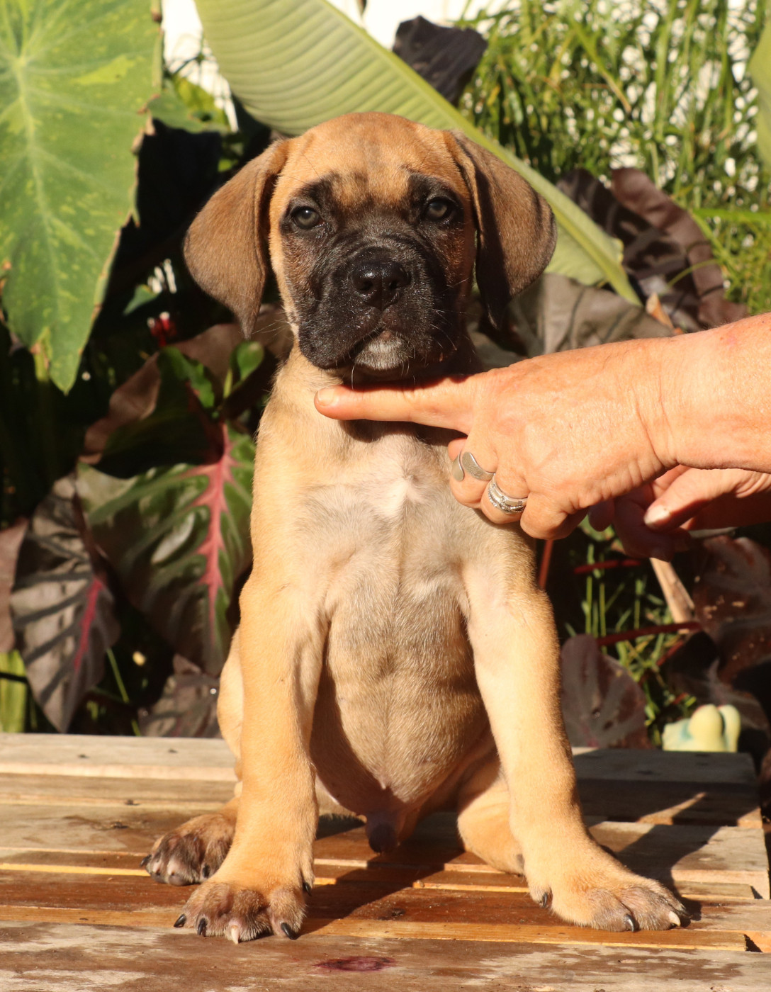 Du Domaine Des Vents Landais - Chiots disponibles - Cane Corso