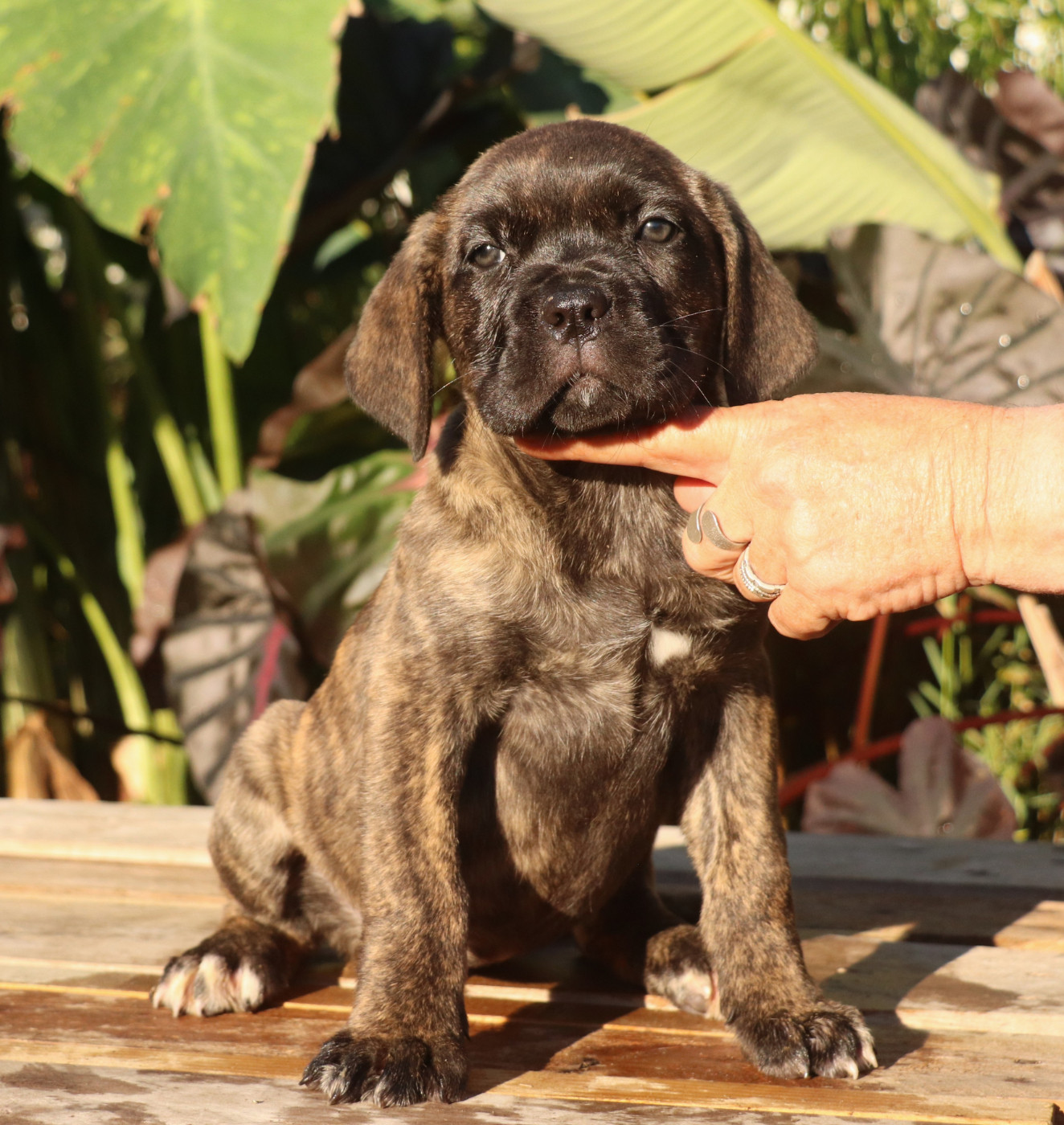 Du Domaine Des Vents Landais - Chiots disponibles - Cane Corso