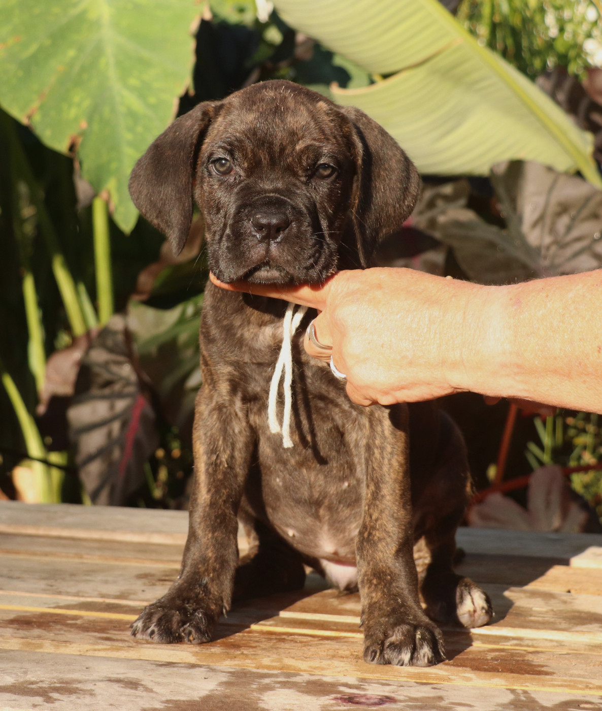 Du Domaine Des Vents Landais - Chiots disponibles - Cane Corso