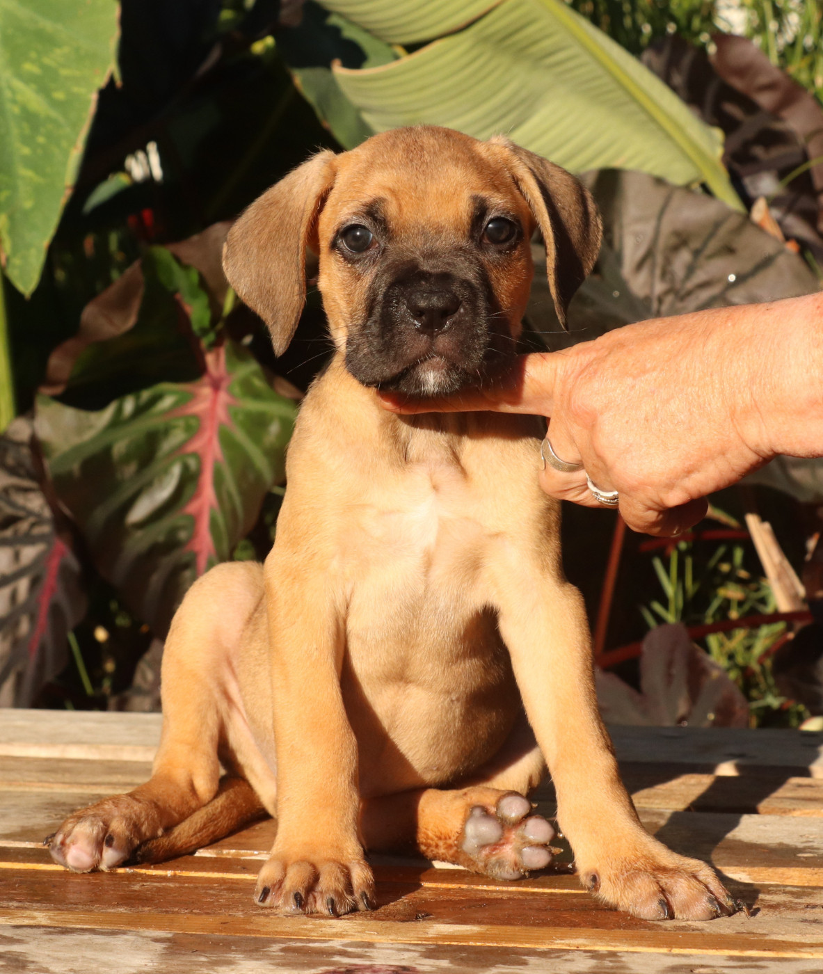 Du Domaine Des Vents Landais - Chiots disponibles - Cane Corso