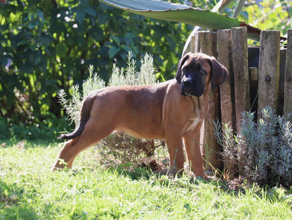 Du Domaine Des Vents Landais - Chiots disponibles - Cane Corso
