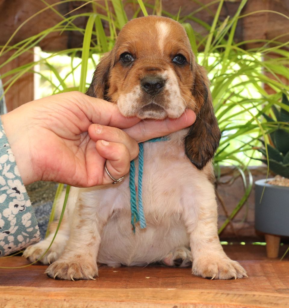 Du Domaine Des Vents Landais - Chiots disponibles - Basset Hound