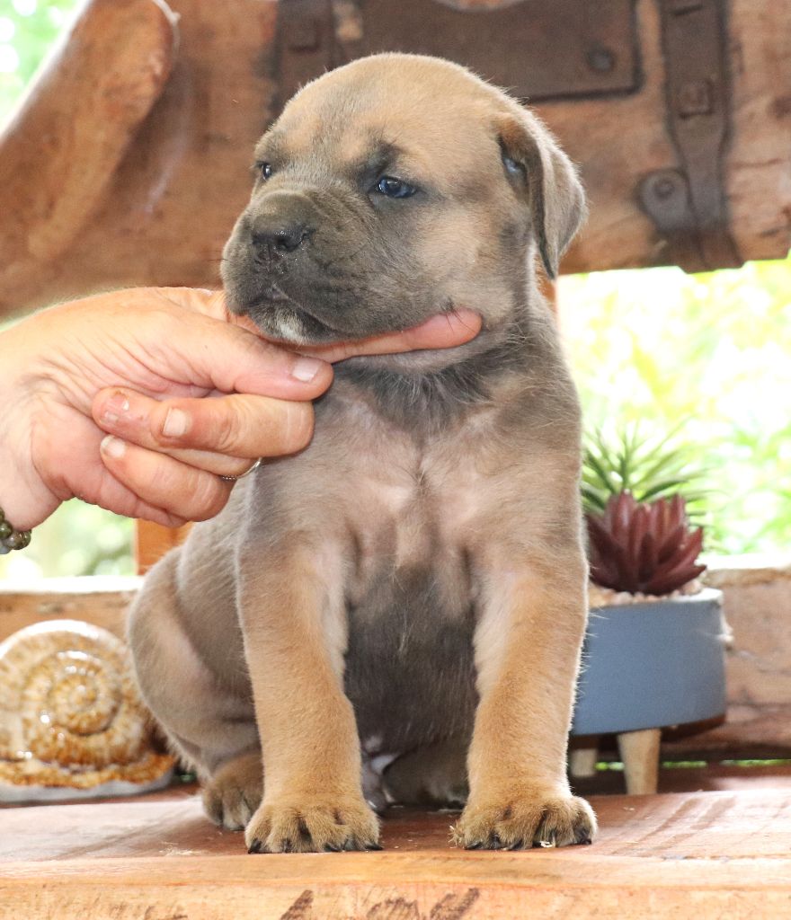 Du Domaine Des Vents Landais - Chiots disponibles - Cane Corso