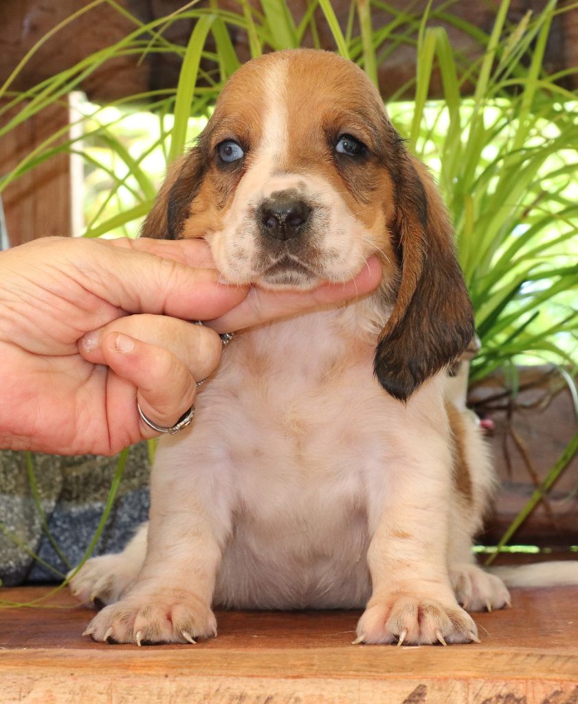 Du Domaine Des Vents Landais - Chiots disponibles - Basset Hound