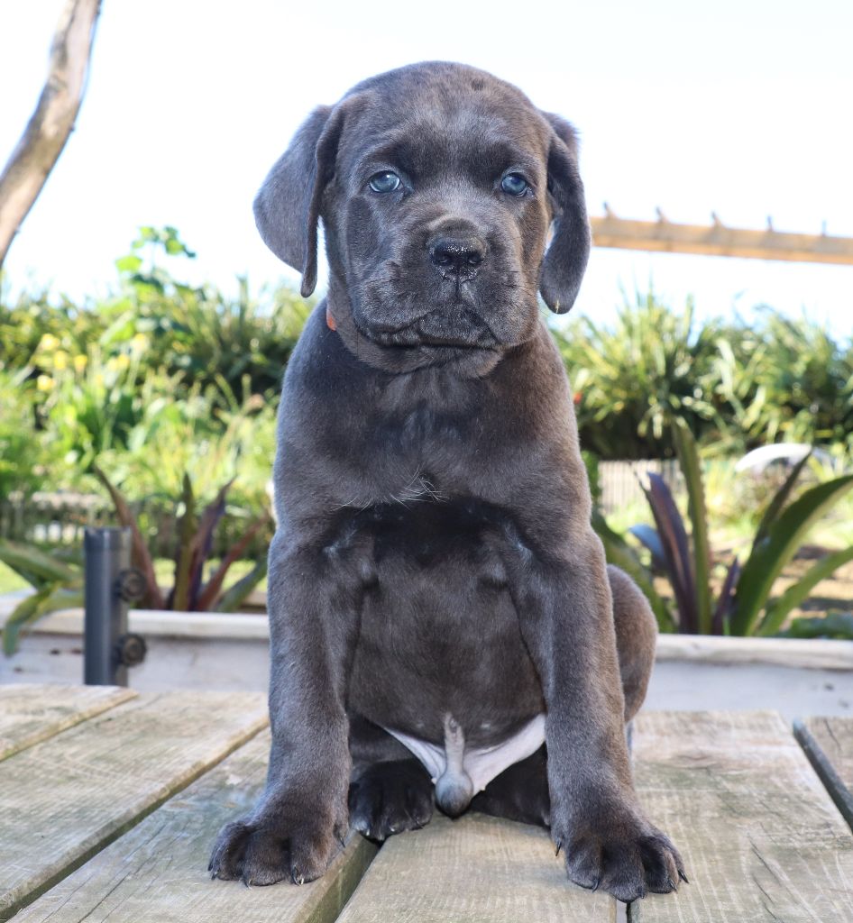 Du Domaine Des Vents Landais - Chiots disponibles - Cane Corso