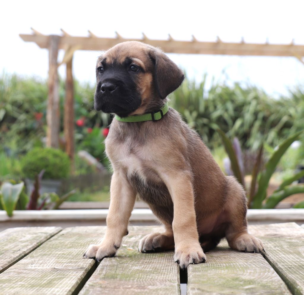 Du Domaine Des Vents Landais - Chiots disponibles - Cane Corso