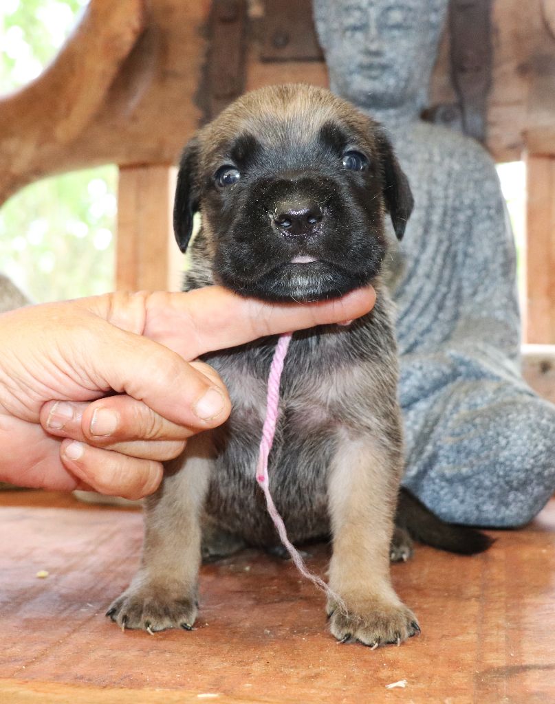 Du Domaine Des Vents Landais - Chiots disponibles - Cane Corso