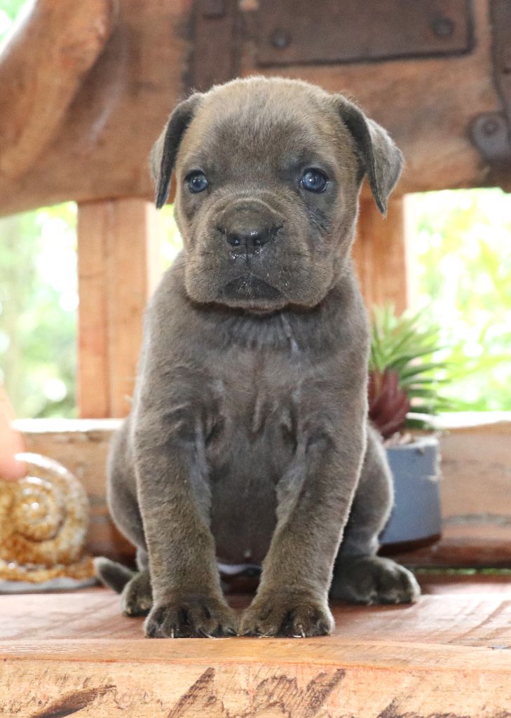 Du Domaine Des Vents Landais - Chiots disponibles - Cane Corso