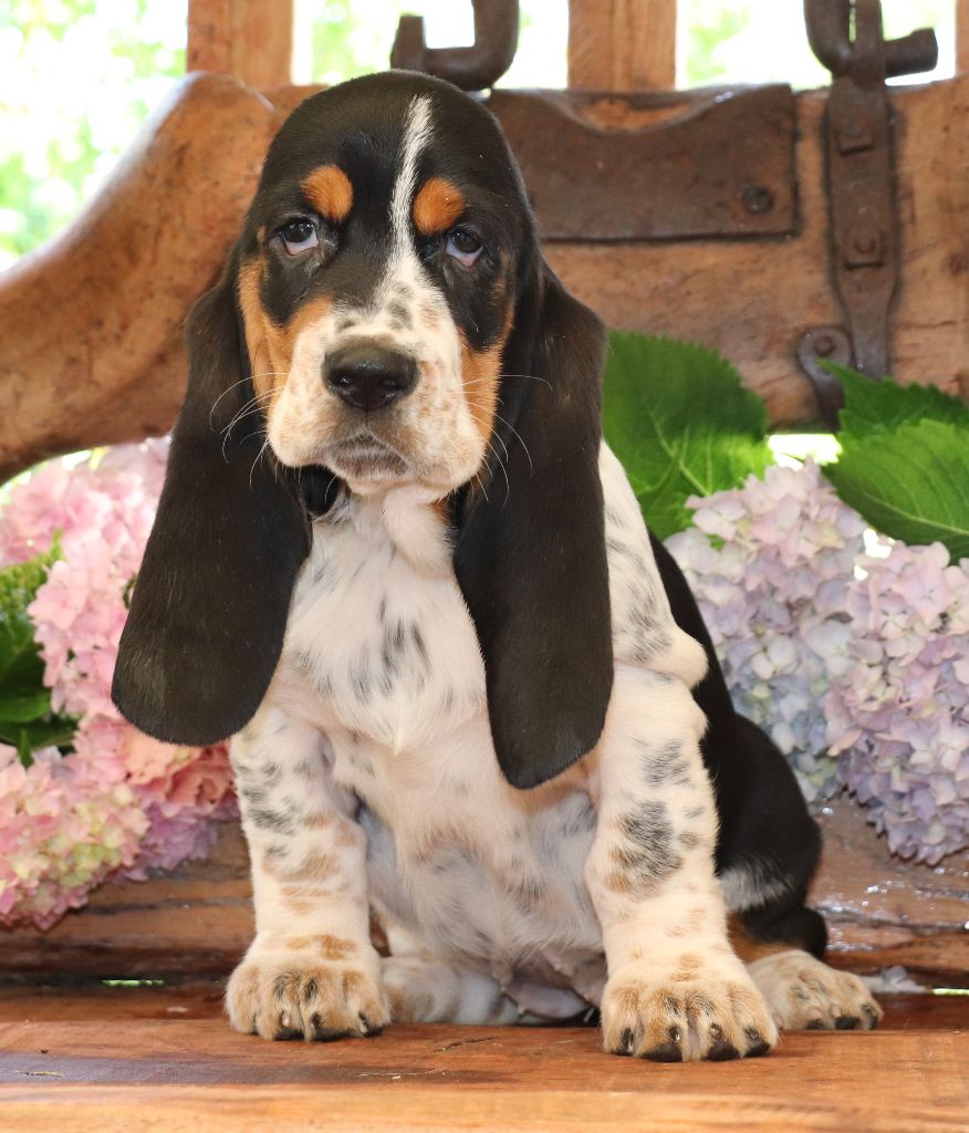 Du Domaine Des Vents Landais - Chiots disponibles - Basset Hound