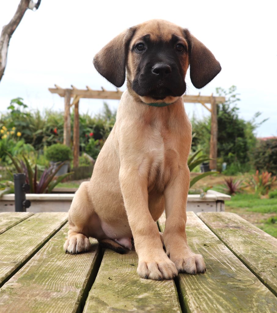 Du Domaine Des Vents Landais - Chiots disponibles - Cane Corso