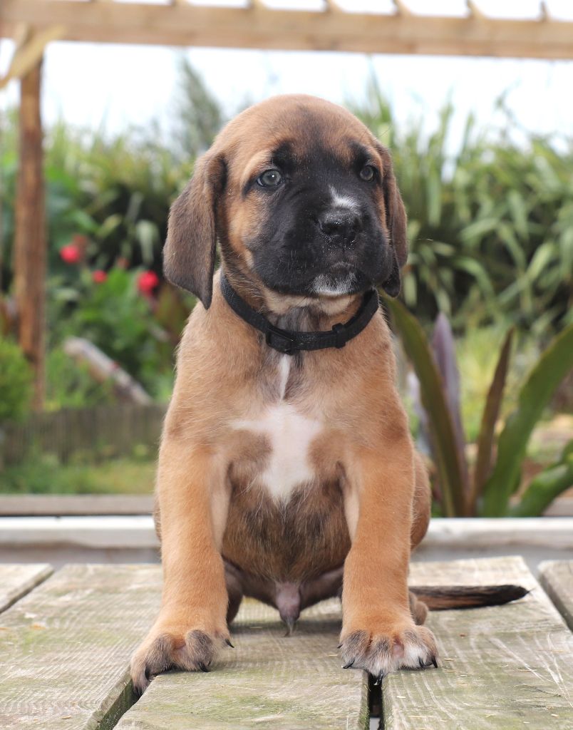Du Domaine Des Vents Landais - Chiots disponibles - Cane Corso