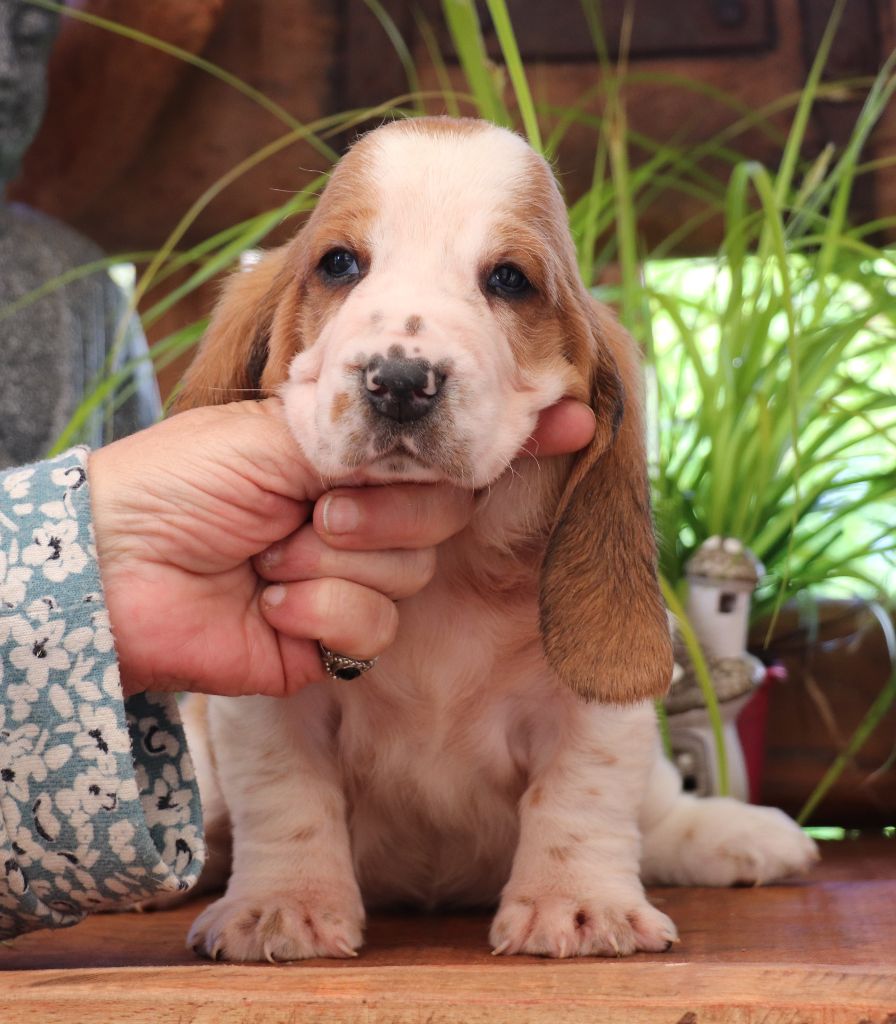 Du Domaine Des Vents Landais - Chiots disponibles - Basset Hound