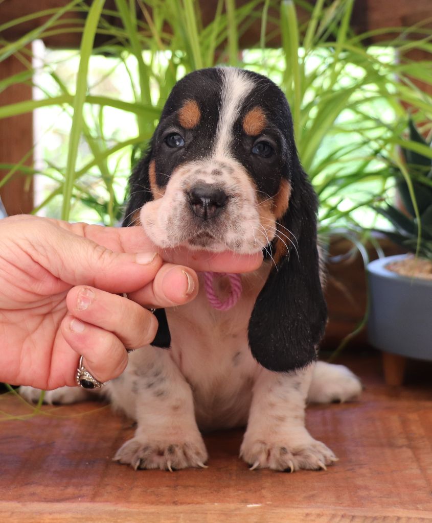 Du Domaine Des Vents Landais - Chiots disponibles - Basset Hound