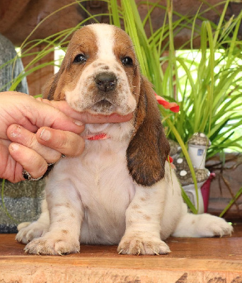 CHIOT 7