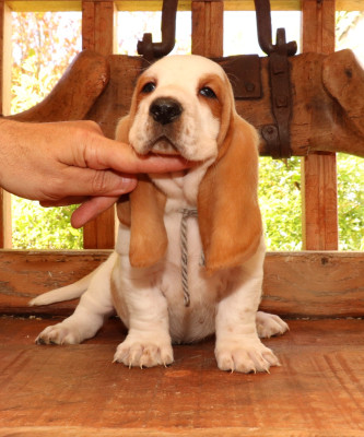 Chiot N°3