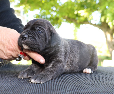 Chiot N°7