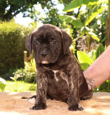 Chiot N°7