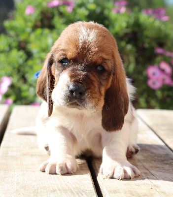 CHIOT 2