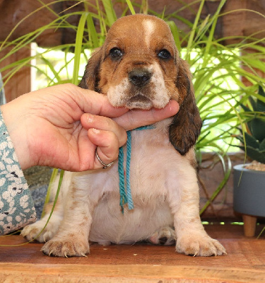 CHIOT 2