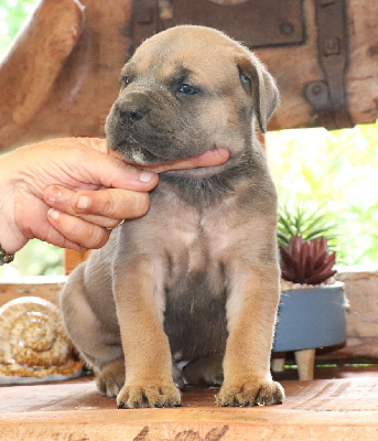 CHIOT 4