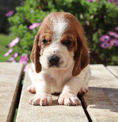 CHIOT 7