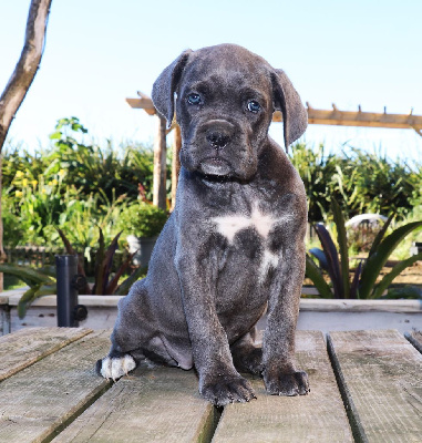 CHIOT 5