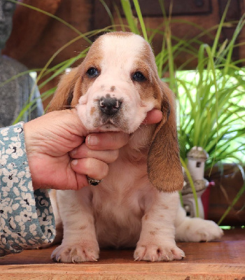 CHIOT 1