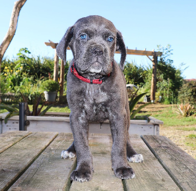 CHIOT 3