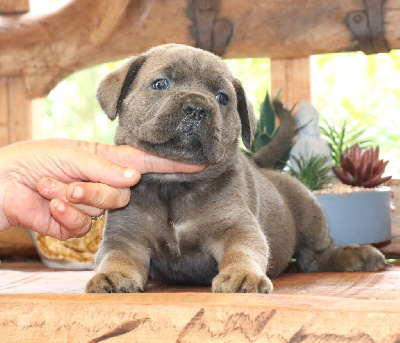 CHIOT 1