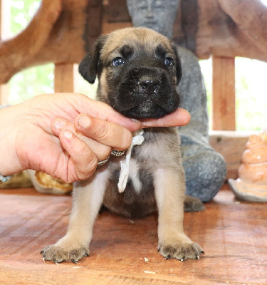 CHIOT 2