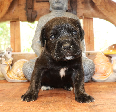 CHIOT 7