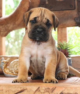 CHIOT 3