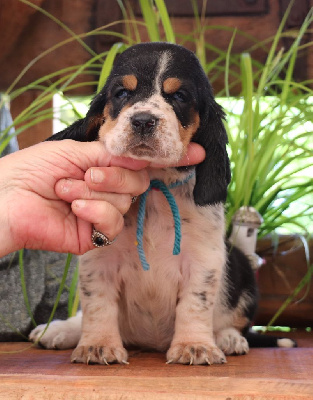 CHIOT 6