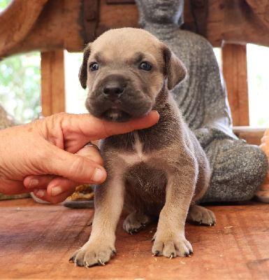 CHIOT 8