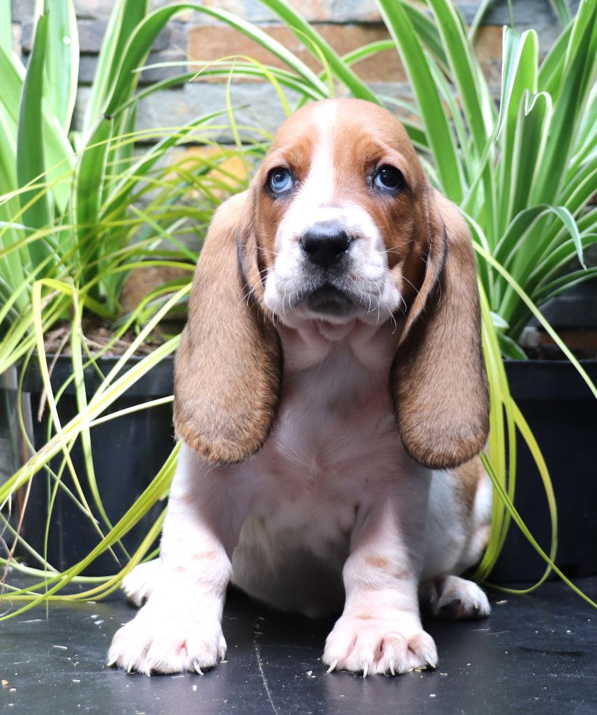 Du Domaine Des Vents Landais - Chiots disponibles - Basset Hound