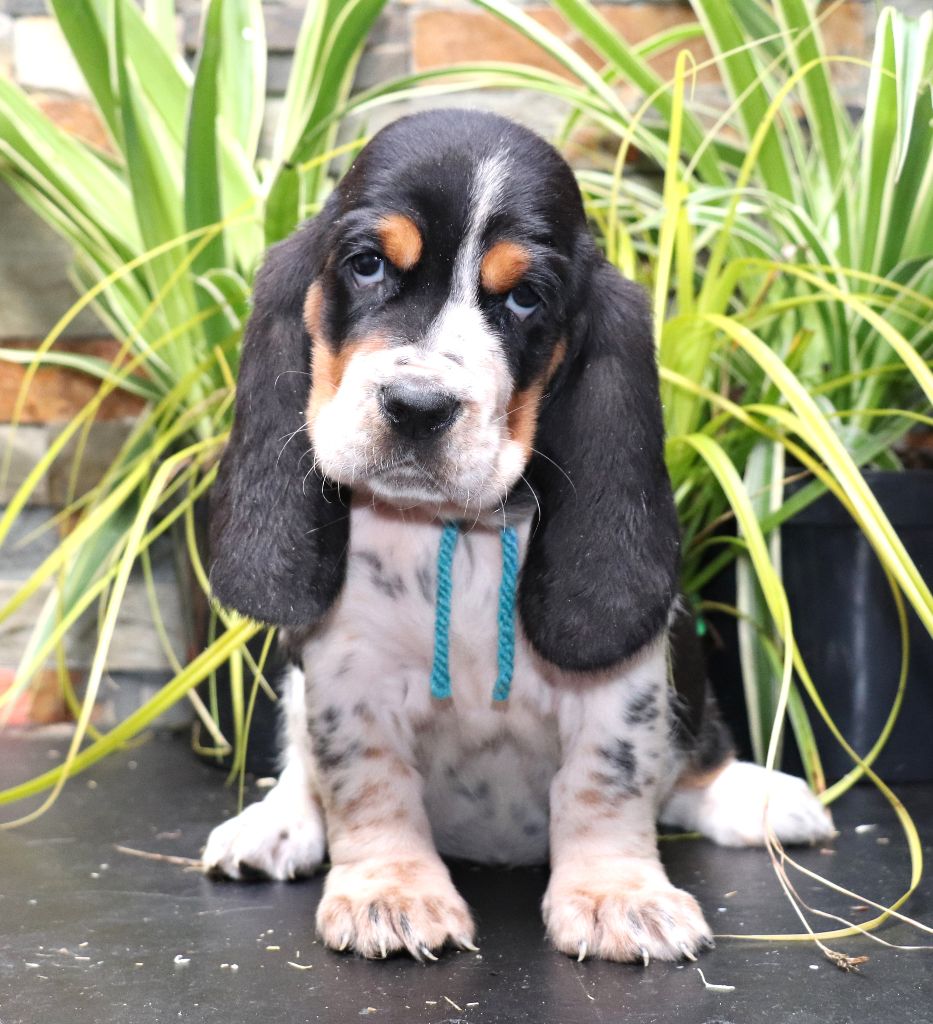 Du Domaine Des Vents Landais - Chiots disponibles - Basset Hound