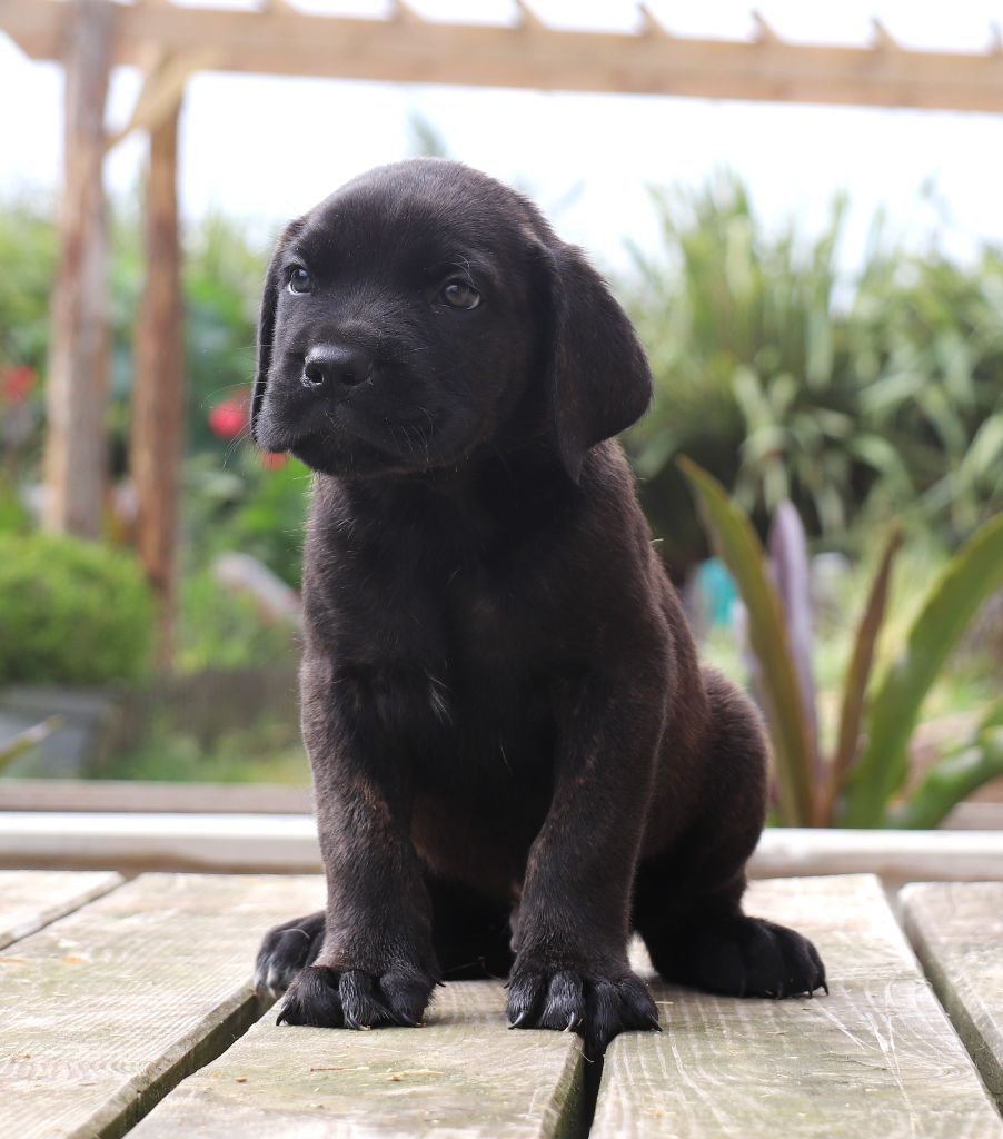 Du Domaine Des Vents Landais - Chiots disponibles - Cane Corso
