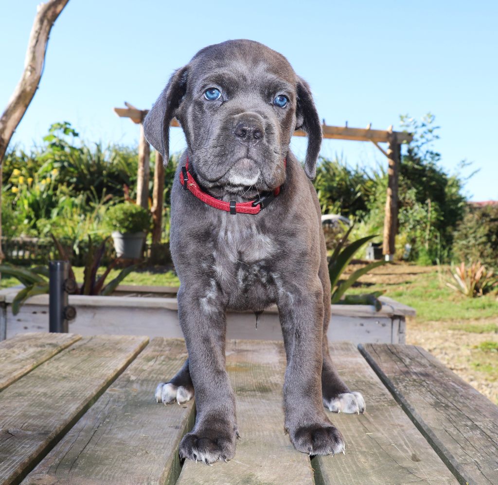 Du Domaine Des Vents Landais - Chiots disponibles - Cane Corso