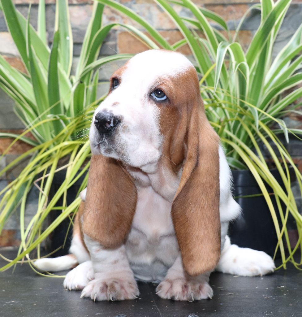 Du Domaine Des Vents Landais - Chiots disponibles - Basset Hound