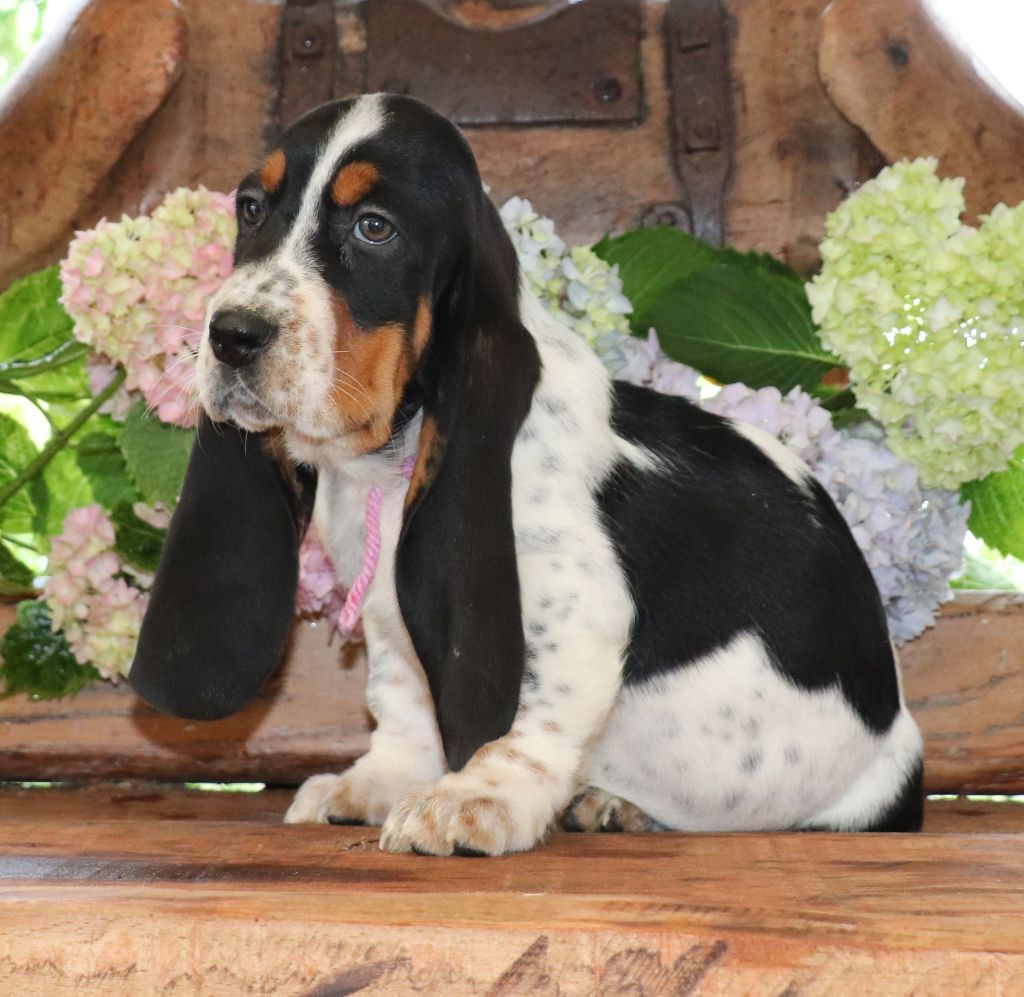 Du Domaine Des Vents Landais - Chiots disponibles - Basset Hound