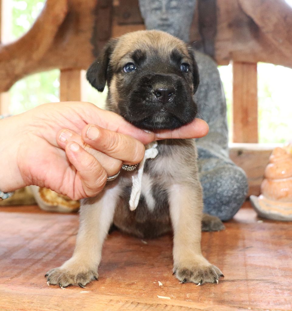 Du Domaine Des Vents Landais - Chiots disponibles - Cane Corso