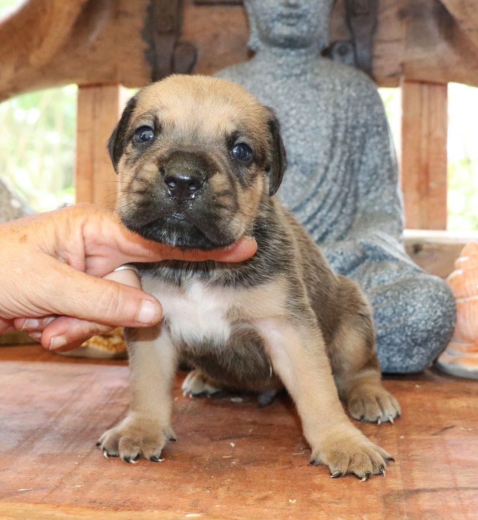 Du Domaine Des Vents Landais - Chiots disponibles - Cane Corso