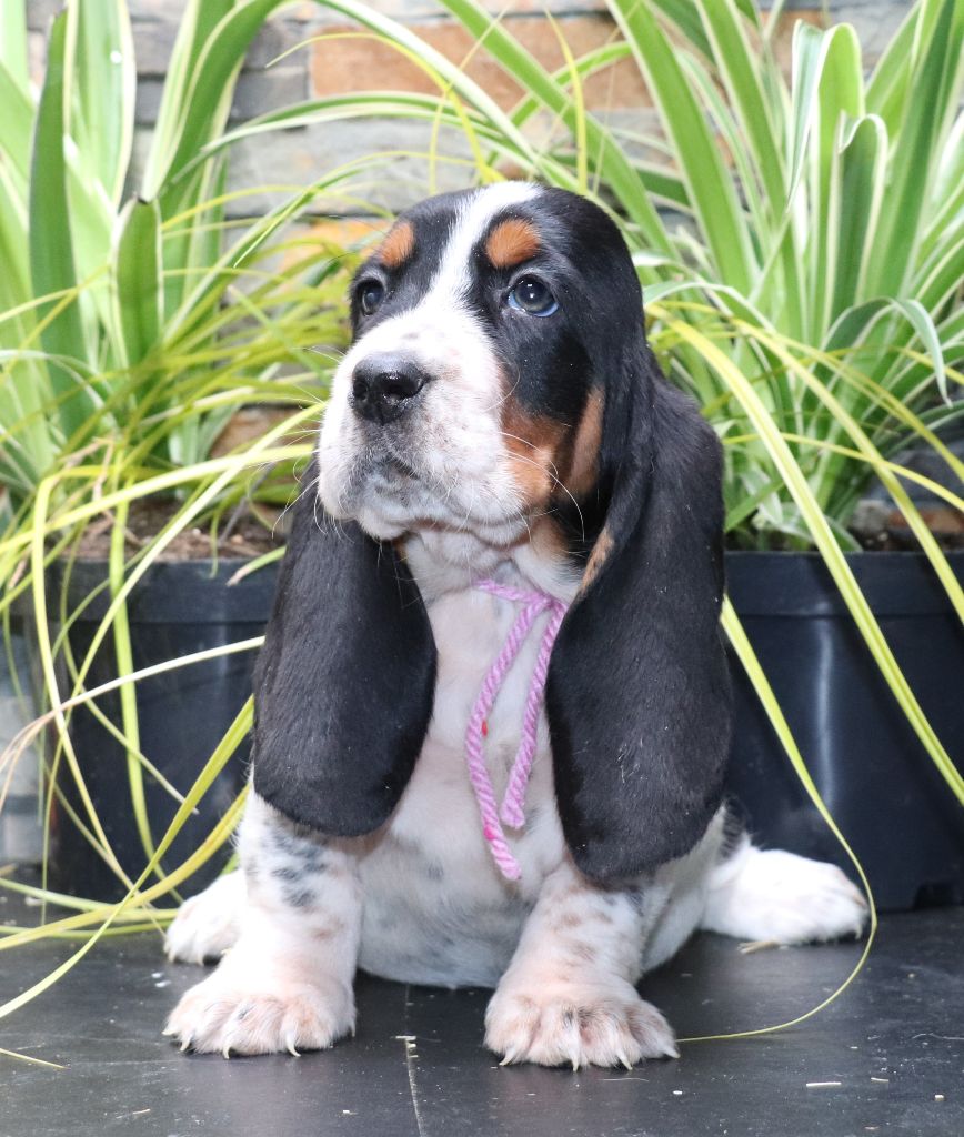 Du Domaine Des Vents Landais - Chiots disponibles - Basset Hound