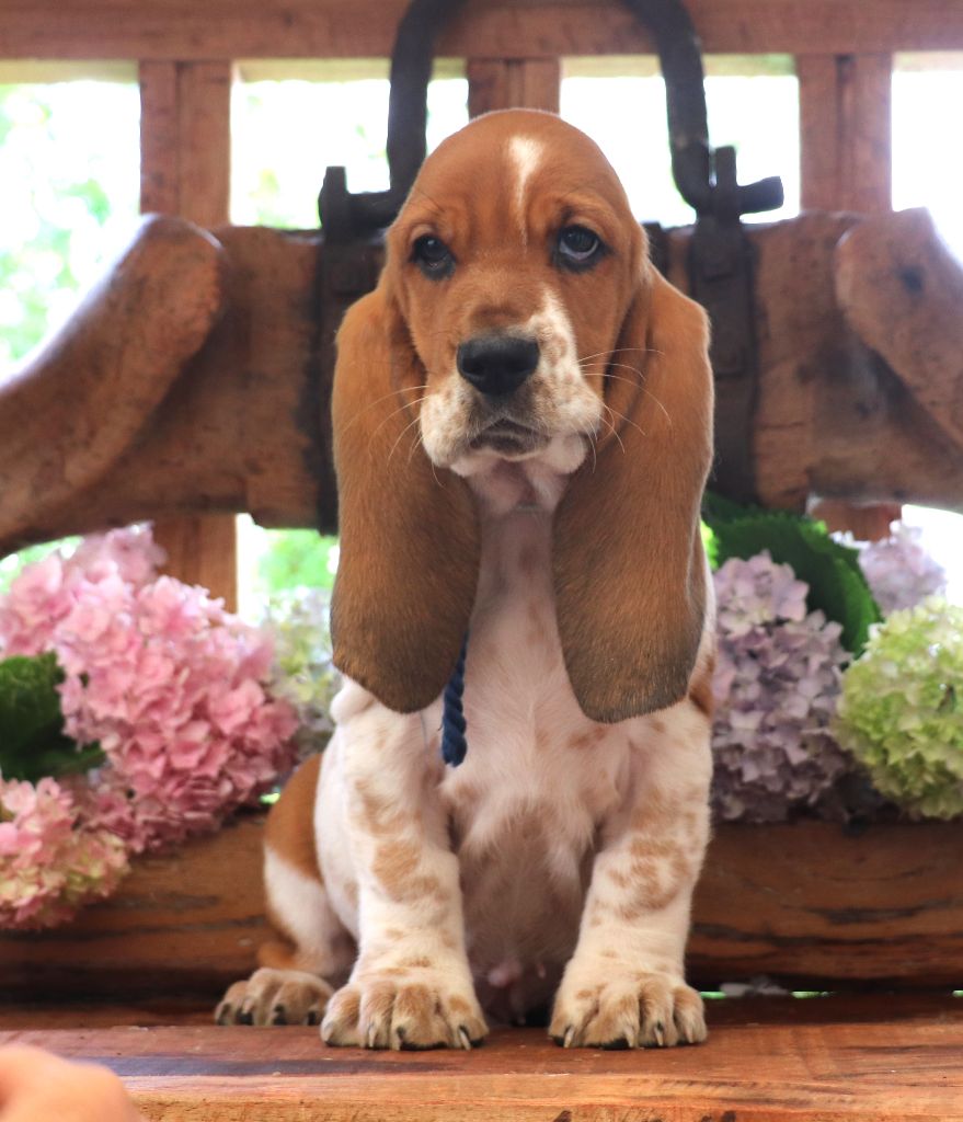 Du Domaine Des Vents Landais - Chiots disponibles - Basset Hound