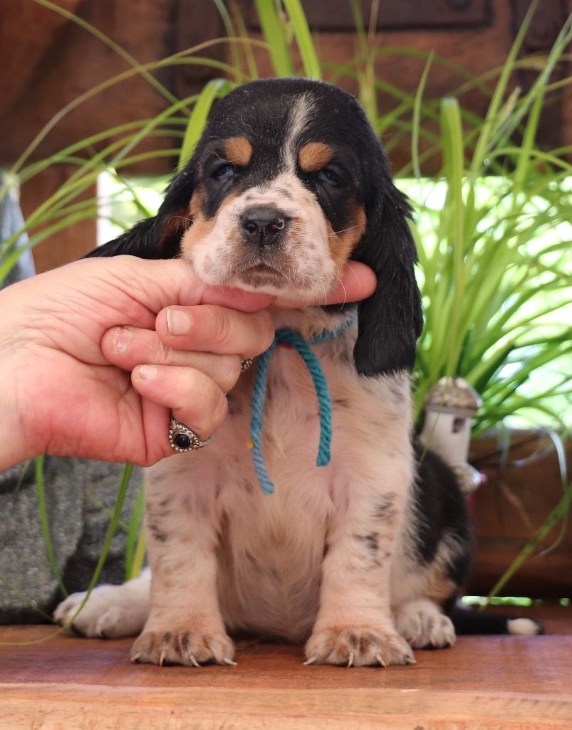Du Domaine Des Vents Landais - Chiots disponibles - Basset Hound